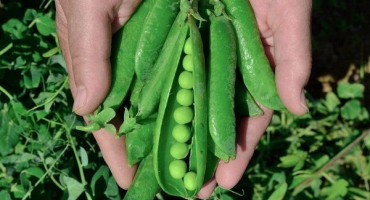 Jak správně pěstovat cukrový hrášek?